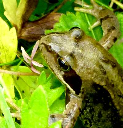 frog head