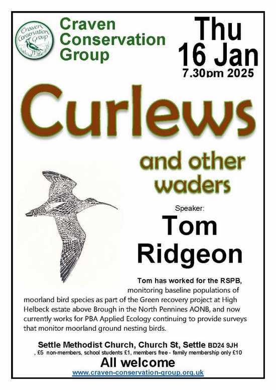 curlew poster