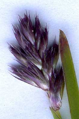 Sesleria caerulea - Blue Moor-grass