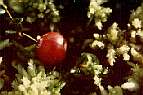 Cranberry, in a Yorkshire peat bog, now a rare plant in England. Save our Peat Bogs. Buy peat-free compost