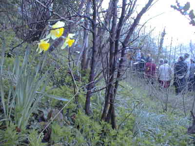 Sun 23 April Daffodils beside path as the disciples meet