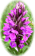 Northern Marsh Orchid - in some parts it has been a good year for these