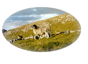 Young lamb on the hill above Settle 